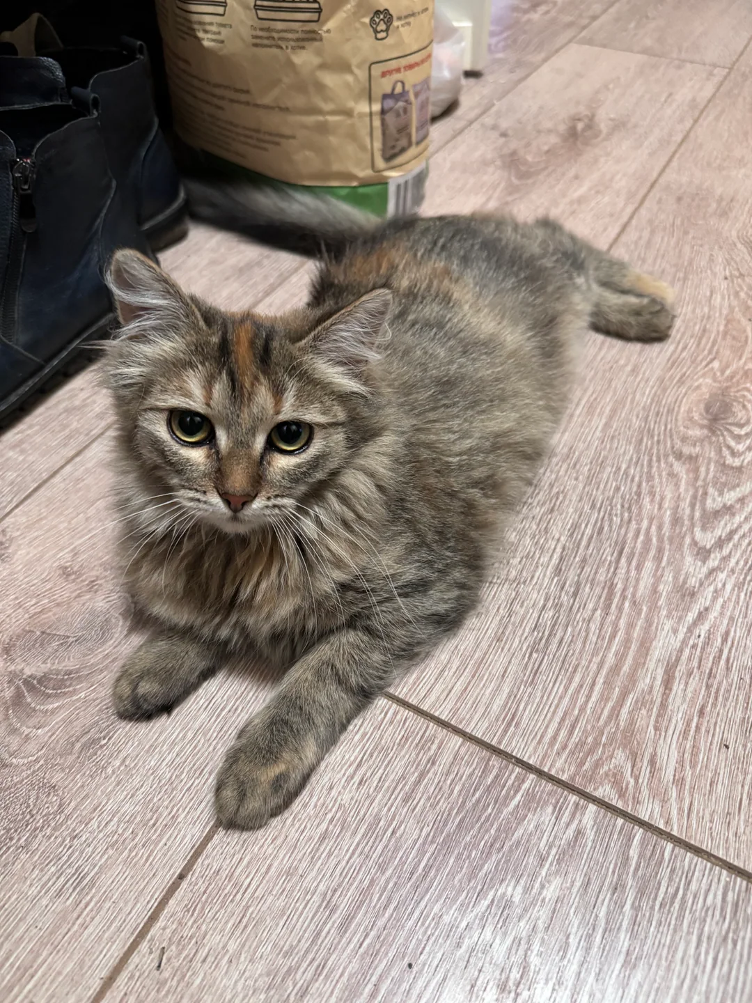 Maya, an ash-grey cat with ginger markings, lying on a wooden floor.