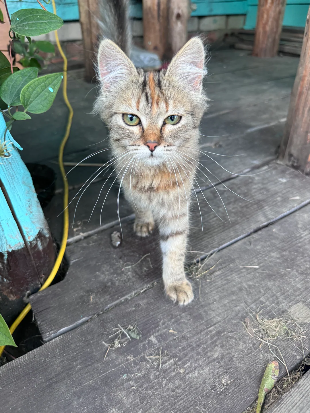Maya, an ash-grey long-haired rescued cat with warm ginger markings.
