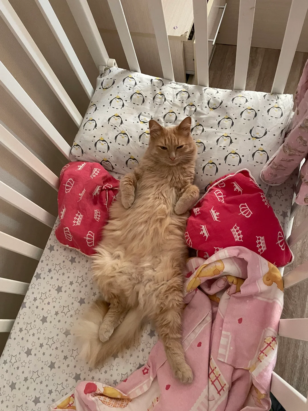 Sasha resting on his back among patterned cushions.