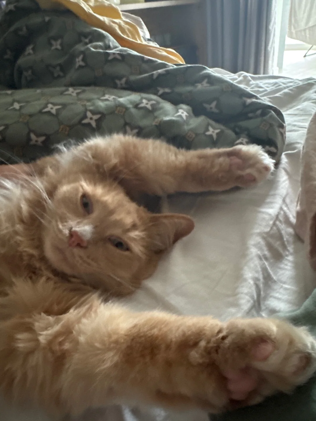 Sasha, a ginger long-haired cat, stretching out on a bed.