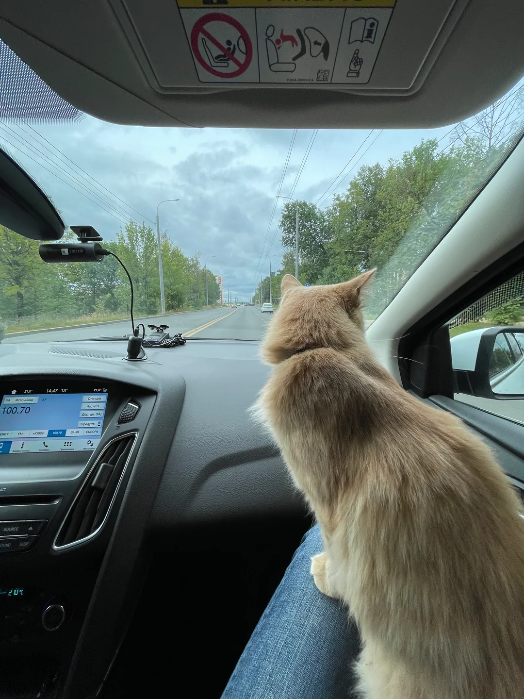 Sasha looking through a car window.
